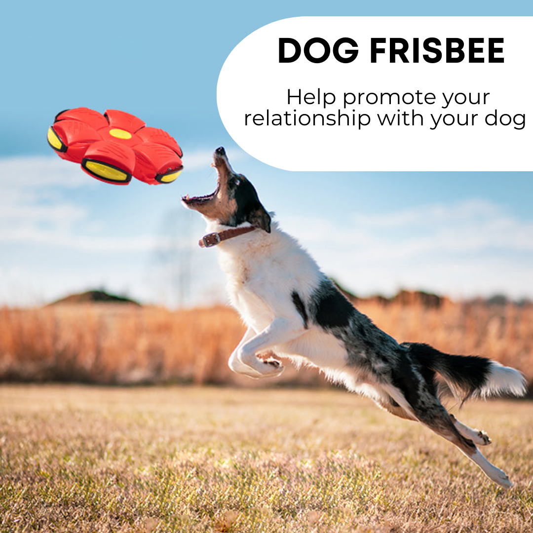 Trendiko Durable Dog Flying Disc – 24cm Transforming Toy